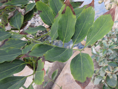 Cinnamomum yabunikkei