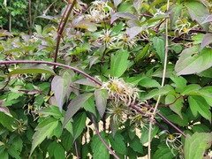 Clematis montana