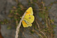 Colias caucasica balcanica