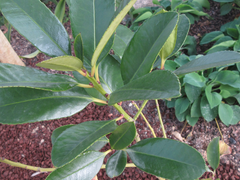 Ilex latifolia