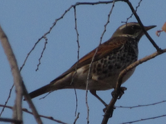 Turdus eunomus