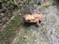 Bufo gargarizans