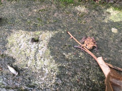 Bufo gargarizans