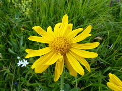 Senecio doronicum