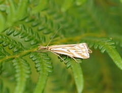 Hednota pleniferellus