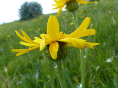 Senecio doronicum