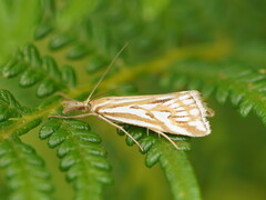 Hednota pleniferellus