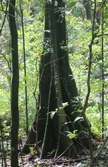 Elaeocarpus tuberculatus