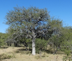 Prosopis affinis
