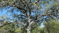 Prosopis affinis