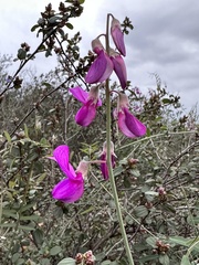 Lathyrus vestitus alefeldii