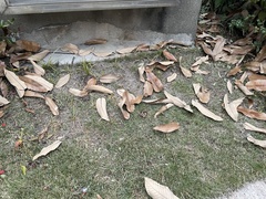 Quercus variabilis