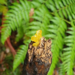 Tremella