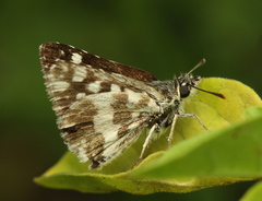 Carcharodina