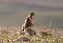 Buteo rufinus cirtensis