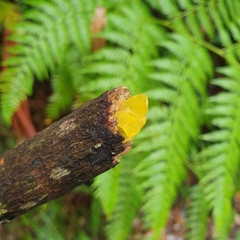 Tremella