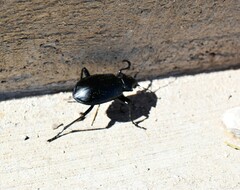 Calosoma peregrinator