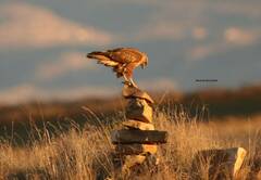 Buteo rufinus cirtensis