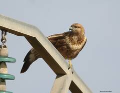 Buteo rufinus cirtensis