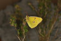 Colias caucasica balcanica