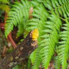 Tremella