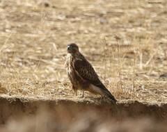 Buteo rufinus cirtensis