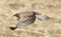 Buteo rufinus cirtensis