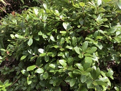 Vaccinium calycinum