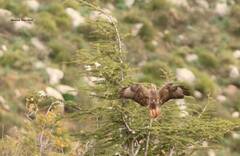 Buteo rufinus cirtensis