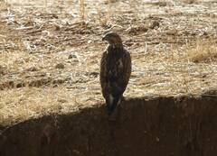 Buteo rufinus cirtensis