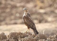 Buteo rufinus cirtensis