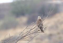 Buteo rufinus cirtensis