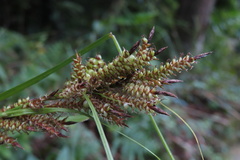 Carex baccans