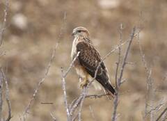 Buteo rufinus cirtensis