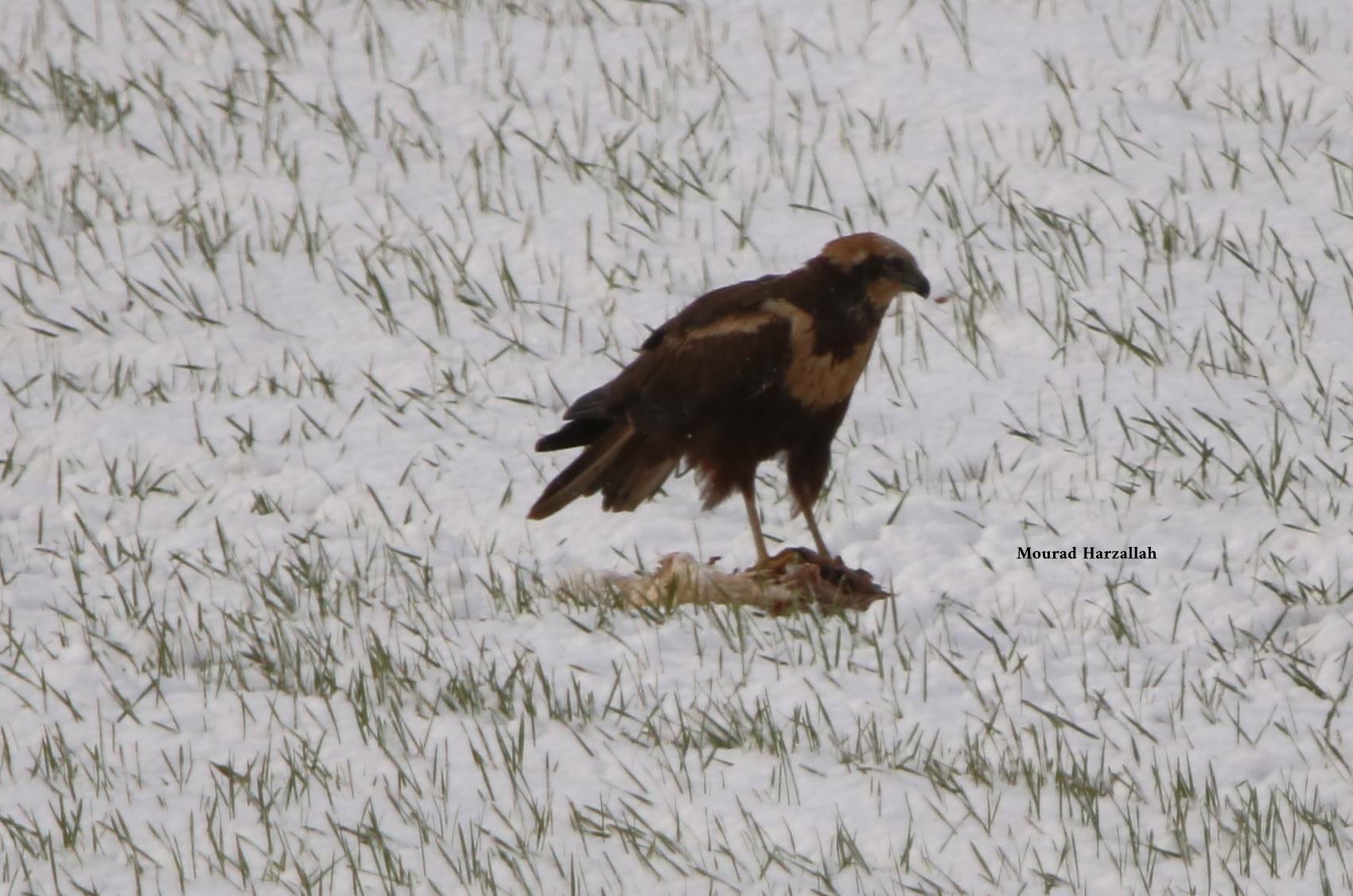Western Marsh Harrier