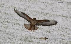 Buteo rufinus cirtensis