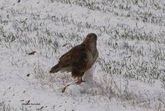 Buteo rufinus cirtensis