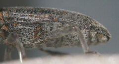 Lixus punctiventris