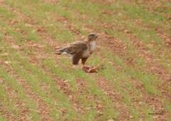 Buteo rufinus cirtensis