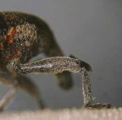 Lixus punctiventris