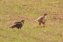 Buteo rufinus cirtensis
