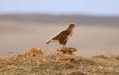 Buteo rufinus cirtensis