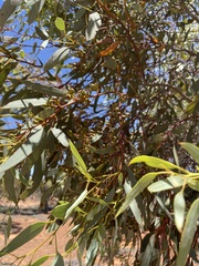 Eucalyptus socialis socialis
