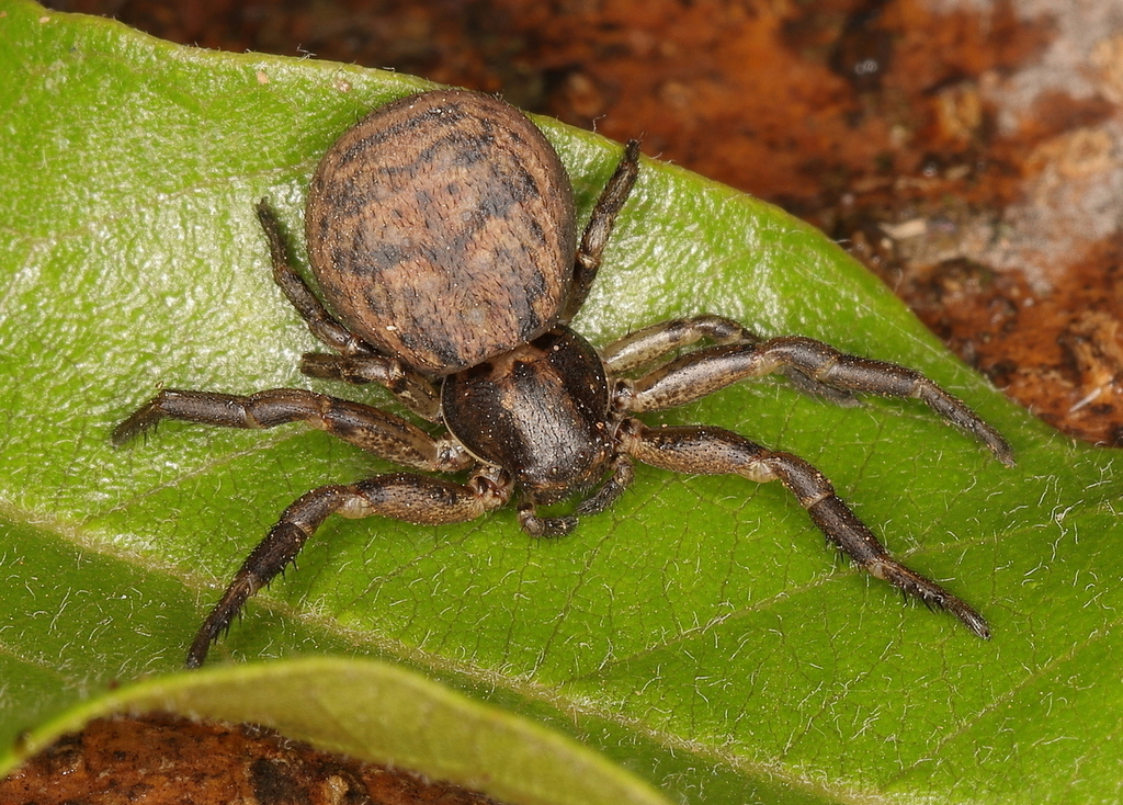 Xysticus mulleri