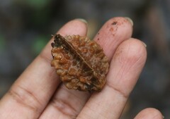 Elaeocarpus tuberculatus