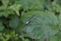 Leucauge blanda
