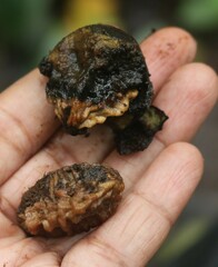 Elaeocarpus tuberculatus