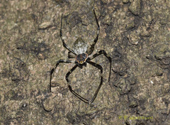 Herennia multipuncta