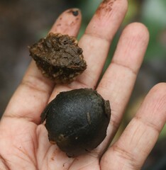 Elaeocarpus tuberculatus