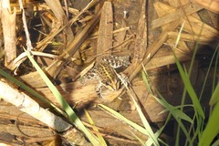 Pelophylax ridibundus